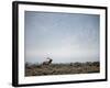 Large Bull Elk Bugling During the Rut in Grand Teton National Park-Andrew R. Slaton-Framed Photographic Print