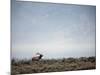 Large Bull Elk Bugling During the Rut in Grand Teton National Park-Andrew R. Slaton-Mounted Photographic Print