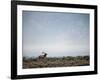 Large Bull Elk Bugling During the Rut in Grand Teton National Park-Andrew R. Slaton-Framed Photographic Print