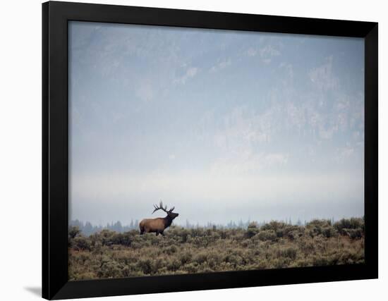 Large Bull Elk Bugling During the Rut in Grand Teton National Park-Andrew R. Slaton-Framed Photographic Print