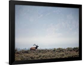 Large Bull Elk Bugling During the Rut in Grand Teton National Park-Andrew R. Slaton-Framed Photographic Print