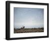 Large Bull Elk Bugling During the Rut in Grand Teton National Park-Andrew R. Slaton-Framed Photographic Print