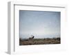 Large Bull Elk Bugling During the Rut in Grand Teton National Park-Andrew R. Slaton-Framed Photographic Print