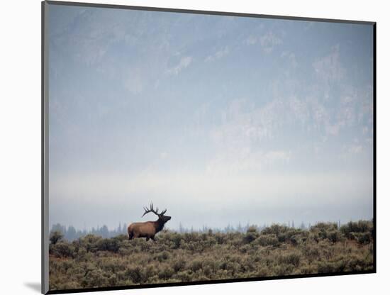 Large Bull Elk Bugling During the Rut in Grand Teton National Park-Andrew R. Slaton-Mounted Photographic Print