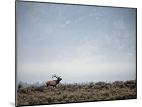 Large Bull Elk Bugling During the Rut in Grand Teton National Park-Andrew R. Slaton-Mounted Photographic Print