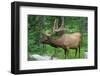 Large Bull Elk Grazing in Summer Grass in Yellowstone-CaptureLight-Framed Photographic Print