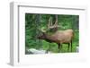 Large Bull Elk Grazing in Summer Grass in Yellowstone-CaptureLight-Framed Photographic Print