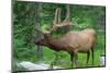 Large Bull Elk Grazing in Summer Grass in Yellowstone-CaptureLight-Mounted Photographic Print