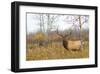 Large Bull Elk in a Weed Field-null-Framed Art Print