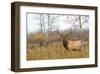 Large Bull Elk in a Weed Field-null-Framed Art Print