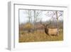 Large Bull Elk in a Weed Field-null-Framed Art Print