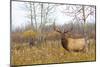 Large Bull Elk in a Weed Field-null-Mounted Art Print