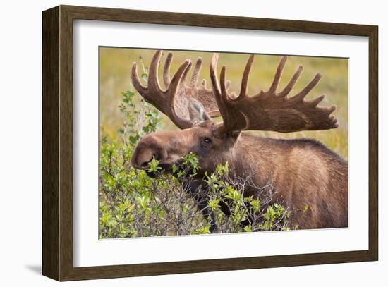 Large Bull Moose, Denali National Park, Alaska-Hugh Rose-Framed Giclee Print