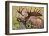 Large Bull Moose, Denali National Park, Alaska-Hugh Rose-Framed Giclee Print