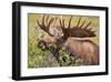 Large Bull Moose, Denali National Park, Alaska-Hugh Rose-Framed Giclee Print