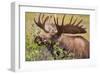 Large Bull Moose, Denali National Park, Alaska-Hugh Rose-Framed Giclee Print