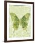 Large Butterfly-Bee Sturgis-Framed Art Print