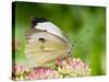 Large Cabbage White Butterfly on Sedum Flowers, UK-Andy Sands-Stretched Canvas