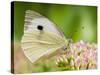 Large Cabbage White Butterfly on Sedum Flowers, UK-Andy Sands-Stretched Canvas