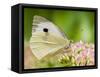 Large Cabbage White Butterfly on Sedum Flowers, UK-Andy Sands-Framed Stretched Canvas