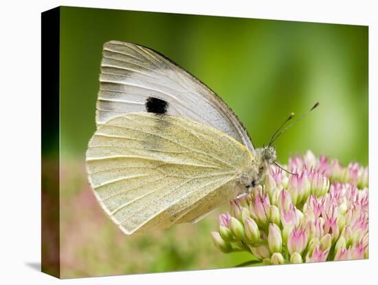 Large Cabbage White Butterfly on Sedum Flowers, UK-Andy Sands-Stretched Canvas