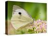 Large Cabbage White Butterfly on Sedum Flowers, UK-Andy Sands-Stretched Canvas