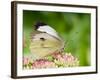 Large Cabbage White Butterfly on Sedum Flowers, UK-Andy Sands-Framed Photographic Print