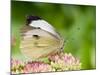 Large Cabbage White Butterfly on Sedum Flowers, UK-Andy Sands-Mounted Photographic Print