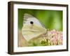 Large Cabbage White Butterfly on Sedum Flowers, UK-Andy Sands-Framed Photographic Print