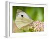 Large Cabbage White Butterfly on Sedum Flowers, UK-Andy Sands-Framed Photographic Print