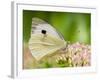 Large Cabbage White Butterfly on Sedum Flowers, UK-Andy Sands-Framed Photographic Print