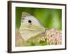 Large Cabbage White Butterfly on Sedum Flowers, UK-Andy Sands-Framed Photographic Print