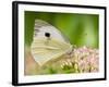 Large Cabbage White Butterfly on Sedum Flowers, UK-Andy Sands-Framed Photographic Print