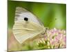 Large Cabbage White Butterfly on Sedum Flowers, UK-Andy Sands-Mounted Photographic Print