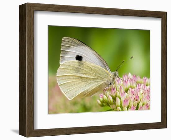 Large Cabbage White Butterfly on Sedum Flowers, UK-Andy Sands-Framed Photographic Print