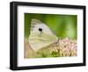 Large Cabbage White Butterfly on Sedum Flowers, UK-Andy Sands-Framed Photographic Print