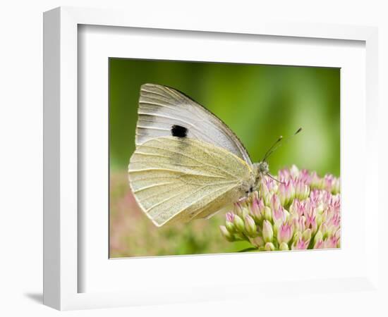 Large Cabbage White Butterfly on Sedum Flowers, UK-Andy Sands-Framed Photographic Print