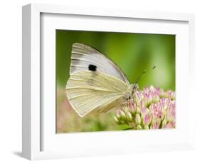 Large Cabbage White Butterfly on Sedum Flowers, UK-Andy Sands-Framed Photographic Print