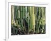 Large Candelabro Cactus in Oaxaca, 2003-Pedro Diego Alvarado-Framed Premium Giclee Print