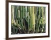 Large Candelabro Cactus in Oaxaca, 2003-Pedro Diego Alvarado-Framed Premium Giclee Print