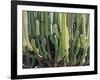 Large Candelabro Cactus in Oaxaca, 2003-Pedro Diego Alvarado-Framed Premium Giclee Print