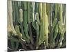 Large Candelabro Cactus in Oaxaca, 2003-Pedro Diego Alvarado-Mounted Premium Giclee Print