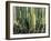 Large Candelabro Cactus in Oaxaca, 2003-Pedro Diego Alvarado-Framed Giclee Print