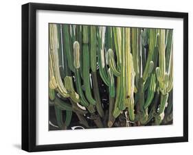 Large Candelabro Cactus in Oaxaca, 2003-Pedro Diego Alvarado-Framed Giclee Print