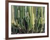 Large Candelabro Cactus in Oaxaca, 2003-Pedro Diego Alvarado-Framed Giclee Print
