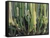 Large Candelabro Cactus in Oaxaca, 2003-Pedro Diego Alvarado-Framed Stretched Canvas