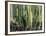 Large Candelabro Cactus in Oaxaca, 2003-Pedro Diego Alvarado-Framed Giclee Print