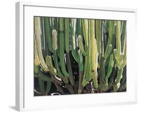 Large Candelabro Cactus in Oaxaca, 2003-Pedro Diego Alvarado-Framed Giclee Print