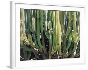 Large Candelabro Cactus in Oaxaca, 2003-Pedro Diego Alvarado-Framed Giclee Print