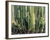 Large Candelabro Cactus in Oaxaca, 2003-Pedro Diego Alvarado-Framed Giclee Print